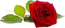 seule-naomi-rose-rouge-couchee-fond-blanc_191971-15530
